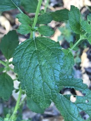 Mentha laxiflora