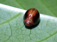 Hemisphaerius rufovarius