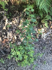 Mentha laxiflora