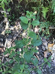 Mentha laxiflora