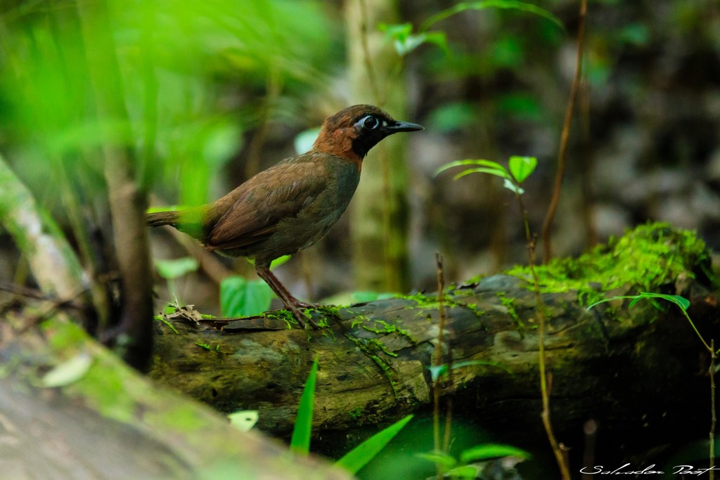 Mayan Antthrush photo
