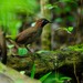 Mayan Antthrush - Photo (c) Salvador Poot Villanueva, some rights reserved (CC BY-NC), uploaded by Salvador Poot Villanueva