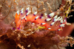 Coryphellina exoptata