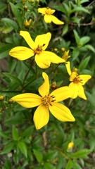 Electranthera mutica