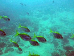 Schuettea scalaripinnis