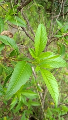 Electranthera mutica
