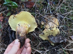 Suillus ponderosus