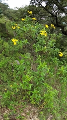 Electranthera mutica
