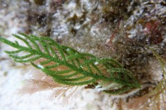 Caulerpa muelleri