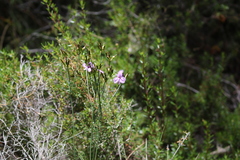 Thysanotus multiflorus