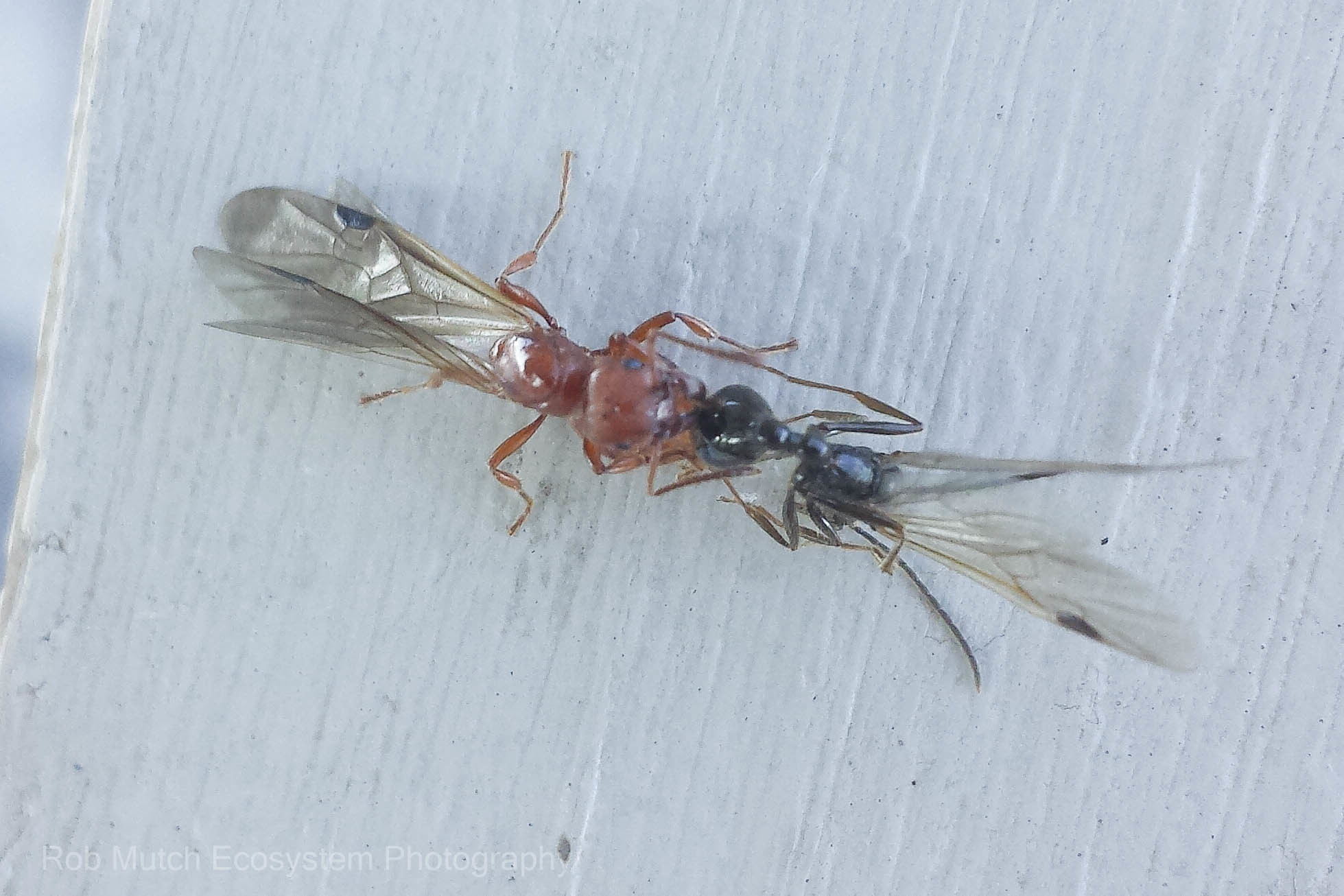 Manica hunteri