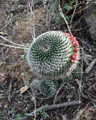 Mammillaria polyedra