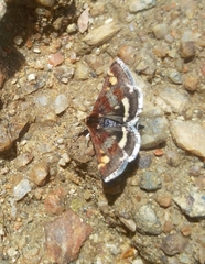 Pyrausta porphyralis