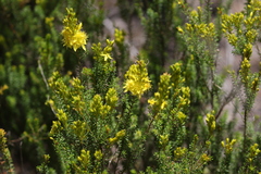 Calytrix flavescens
