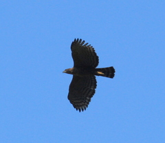 Nisaetus kelaarti