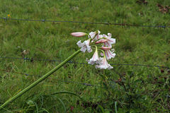 Crinum lineare
