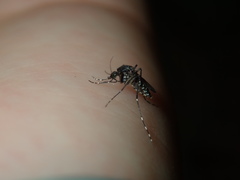Aedes vigilax