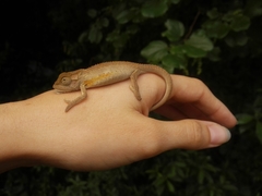 Bradypodion damaranum