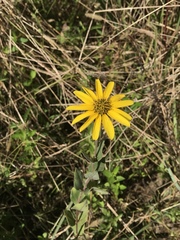 Helianthus mollis