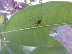 Leiobunum calcar