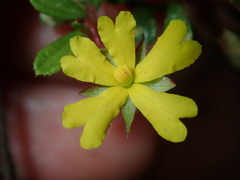 Hibbertia empetrifolia