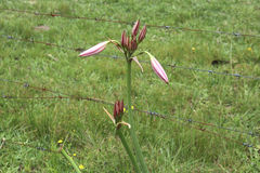 Crinum lineare