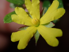 Hibbertia empetrifolia