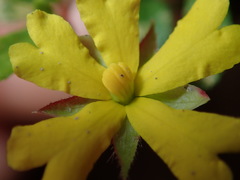 Hibbertia empetrifolia