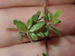 Hibbertia empetrifolia