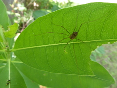 Leiobunum calcar