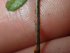 Hibbertia empetrifolia