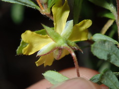 Hibbertia empetrifolia