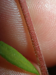 Hibbertia empetrifolia