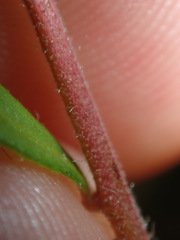 Hibbertia empetrifolia