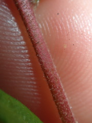 Hibbertia empetrifolia