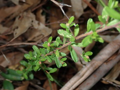 Hibbertia empetrifolia