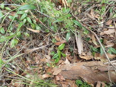 Hibbertia empetrifolia