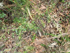 Hibbertia empetrifolia