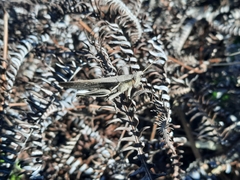 Stenocatantops mistshenkoi