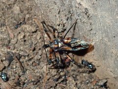 Austrovelinus varius