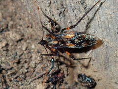 Austrovelinus varius