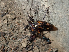 Austrovelinus varius