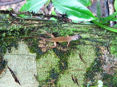 Sphenomorphus cyanolaemus