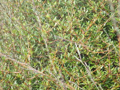 Coprosma propinqua
