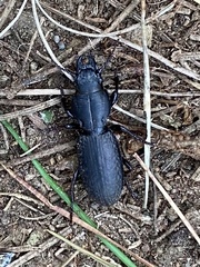 Mecodema crenaticolle