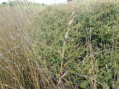 Coprosma propinqua