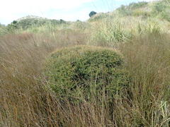 Coprosma propinqua