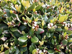 Rhaphiolepis umbellata