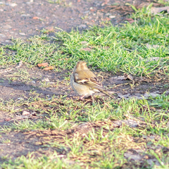 Fringilla coelebs