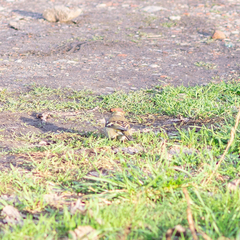 Fringilla coelebs